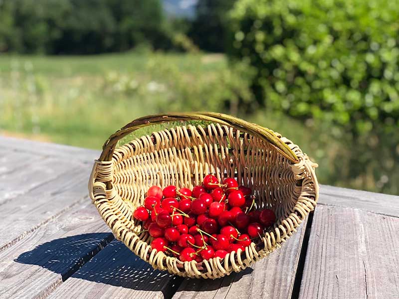 Les bienfaits des cerises